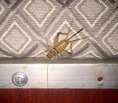 Gryllodes sigillatus