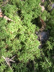 Sphagnum centrale