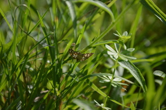 Lygropia rivulalis