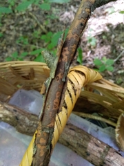 Diatrype decorticata