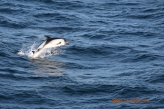 Sagmatias australis
