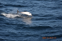Sagmatias australis