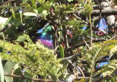 Cinnyris bifasciatus