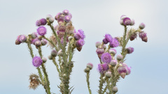 Cirsium