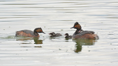 Podiceps nigricollis