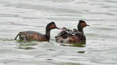 Podiceps nigricollis