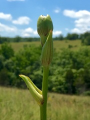 Silphium terebinthinaceum