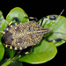 Yellow-spotted Stink Bug - Photo (c) Shipher (士緯) Wu (吳), some rights reserved (CC BY-NC-SA)