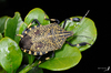 Yellow-spotted Stink Bug - Photo (c) Shipher (士緯) Wu (吳), some rights reserved (CC BY-NC-SA)