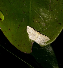 Scopula compensata