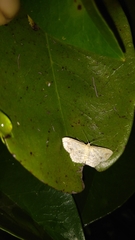 Scopula compensata