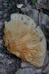 Crepidotus croceotinctus