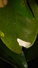 Scopula compensata