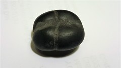 Merremia discoidesperma