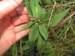 Dichanthelium boscii