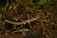 Otraleus bellemansae