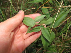 Dichanthelium boscii