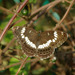 Honshu White Admiral - Photo (c) NOZO, some rights reserved (CC BY-SA)