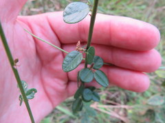 Desmodium marilandicum