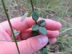 Desmodium marilandicum