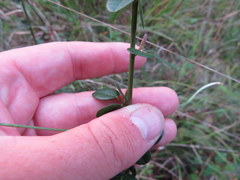 Desmodium marilandicum