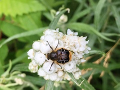 Trichiotinus assimilis