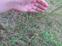 Desmodium marilandicum