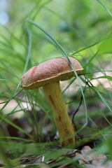 Pulchroboletus rubricitrinus image