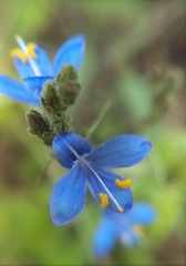 Carlowrightia parviflora