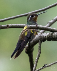 Lampornis amethystinus