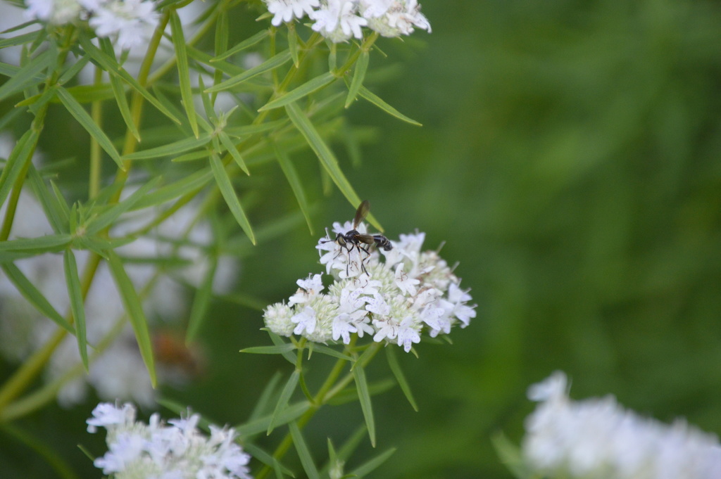 Physoconops obscuripennis