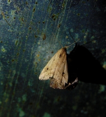 Condicinae