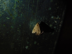 Condicinae