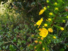 Hypericum goyanesii