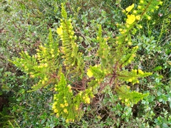 Hypericum goyanesii