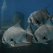 Pacific Spadefish - Photo (c) Julian Jimenez, some rights reserved (CC BY-NC-ND), uploaded by Julian Jimenez