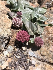 Asclepias solanoana