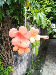 Campsis grandiflora
