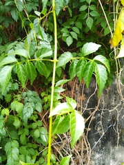 Campsis grandiflora
