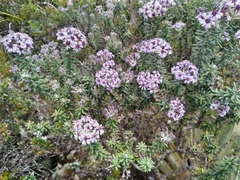 Linochilus phylicoides