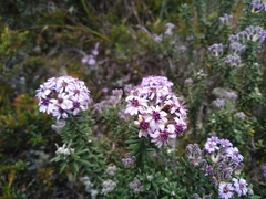 Linochilus phylicoides