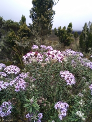 Linochilus phylicoides