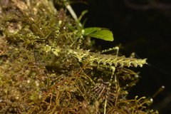 Otraleus bellemansae