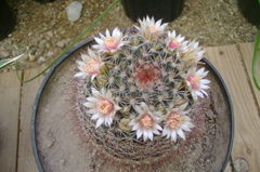 Mammillaria mathildae