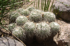 Mammillaria parkinsonii