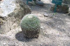 Mammillaria perbella