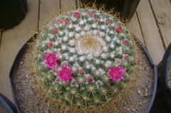 Mammillaria pringlei