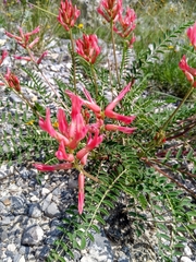 Astragalus sanguineus