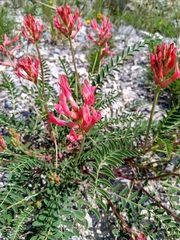 Astragalus sanguineus
