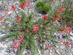 Astragalus sanguineus